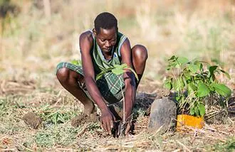 Trädplantering Presentkort